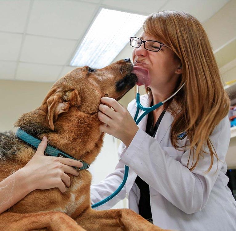Dog licking a veterinarian