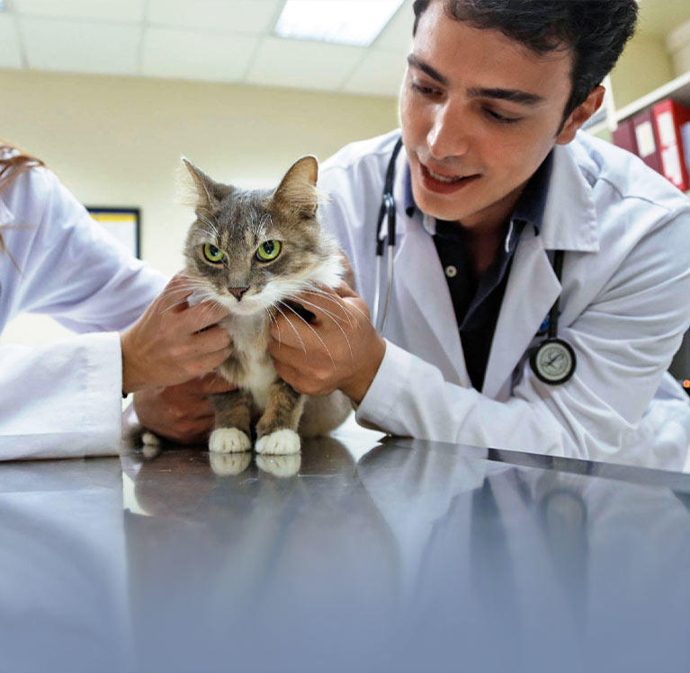 Two veterinarians holding a cat