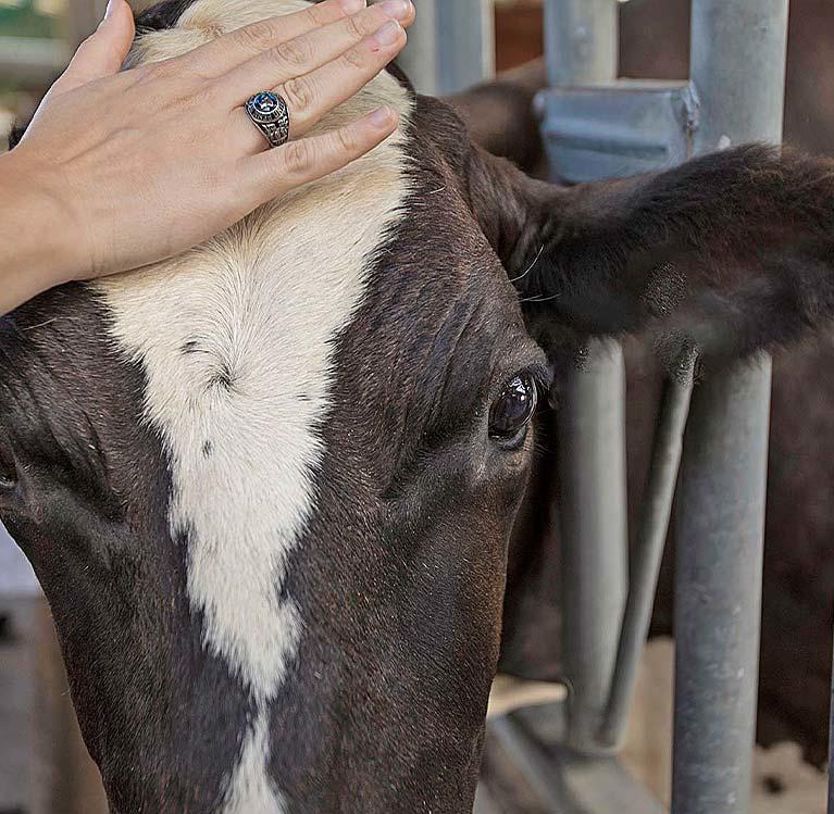 Veterinarian petting a cow