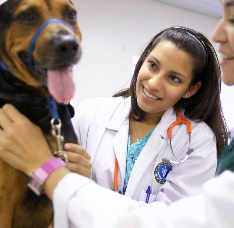 Two veterinarians with a dog