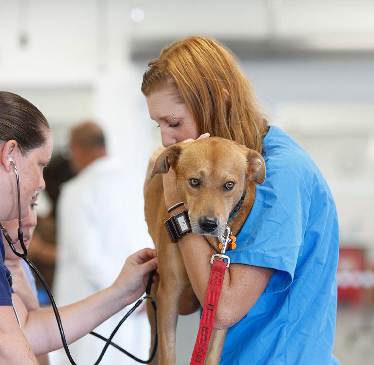 Veterinarians checking a dog's heartbeat