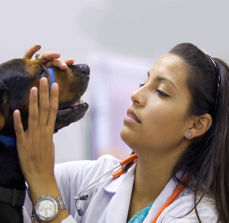 Veterinarian checking a dog's teeth