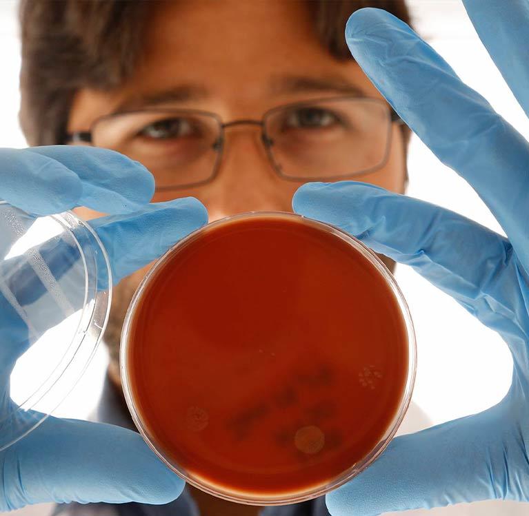 Veterinarian conducting research using petri dishes