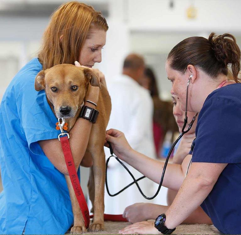 Two veterinarians checking a dog's heartbeat