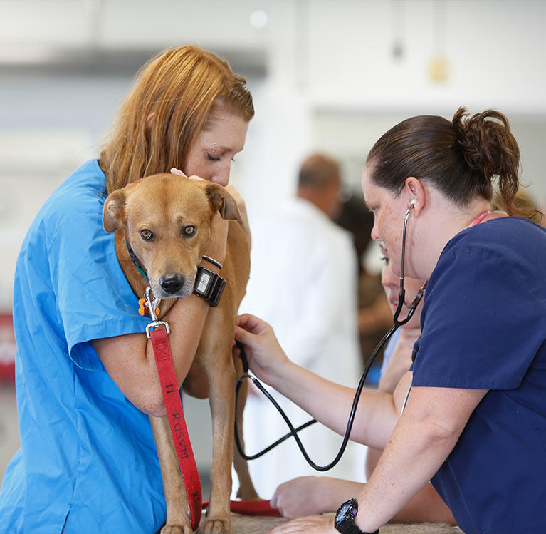 Dog being assessed by veterinarians 