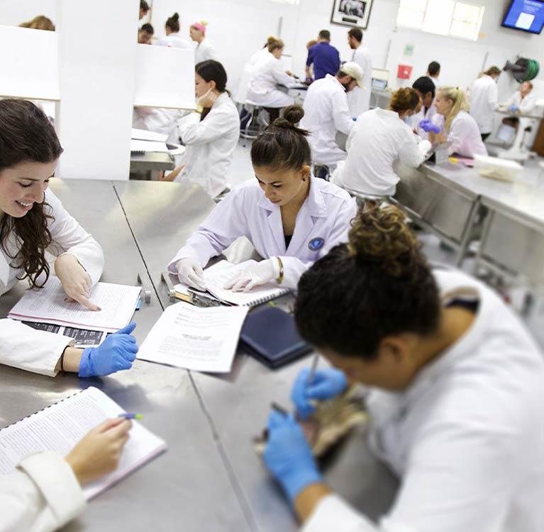 Veterinarian students studying in a laboratory