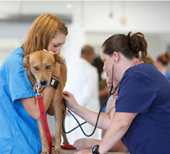 what is a veterinarian listing image