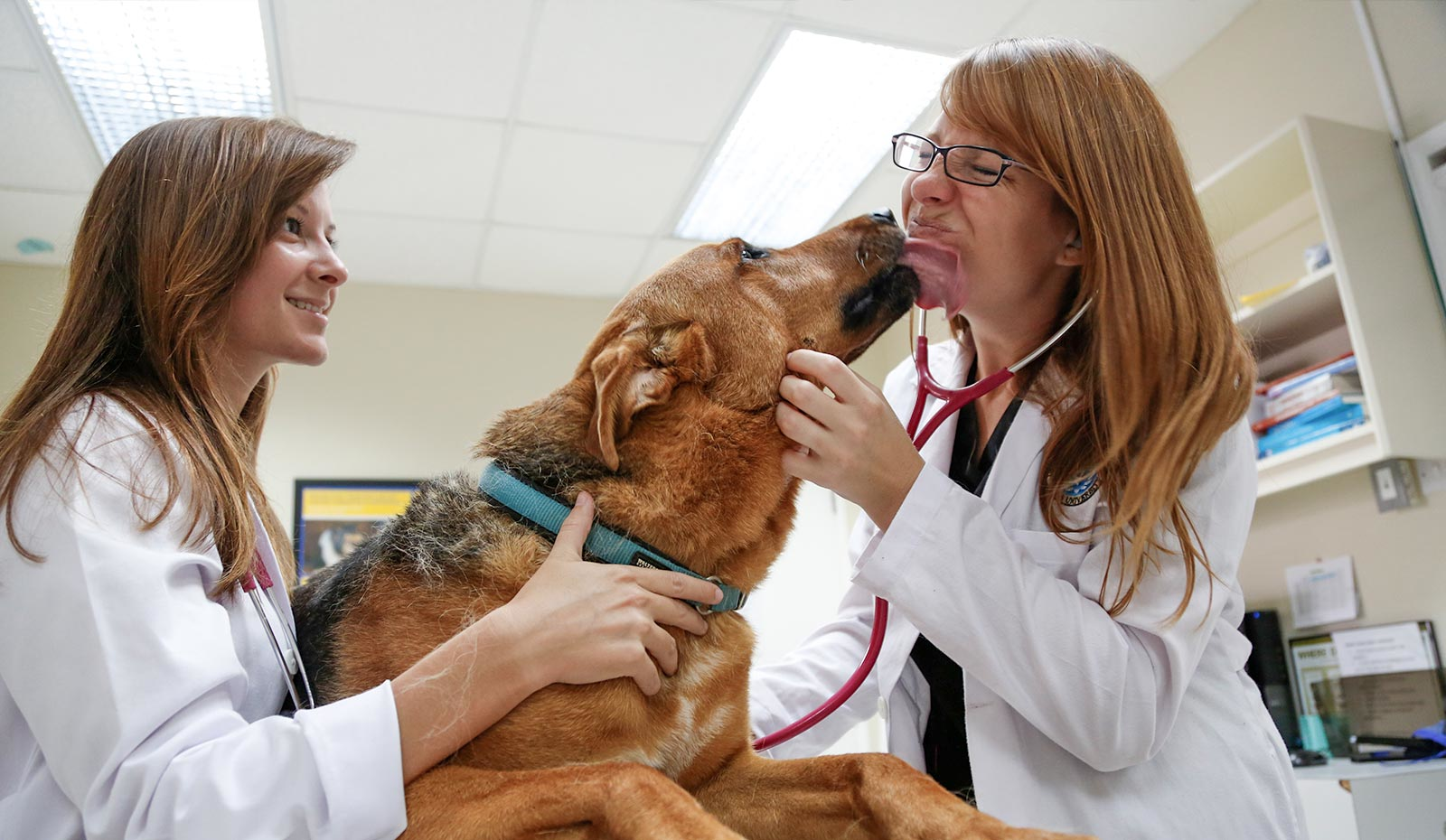 Two veterinarians holding a dog on an exam table while it licks one of them in the chin.
