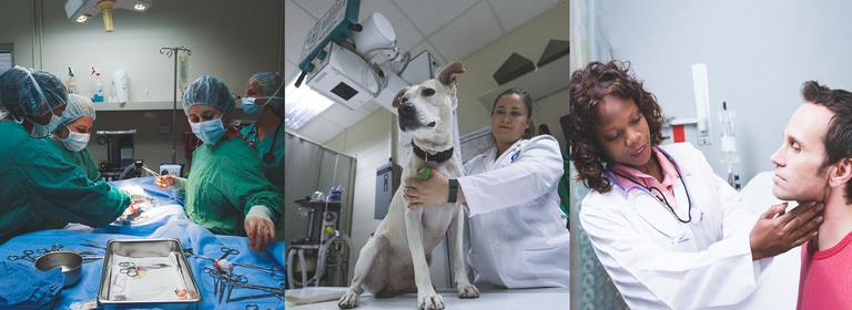 Collage of pictures: Veterinarians doing surgery, veterinarian with a dog, doctor with a patient