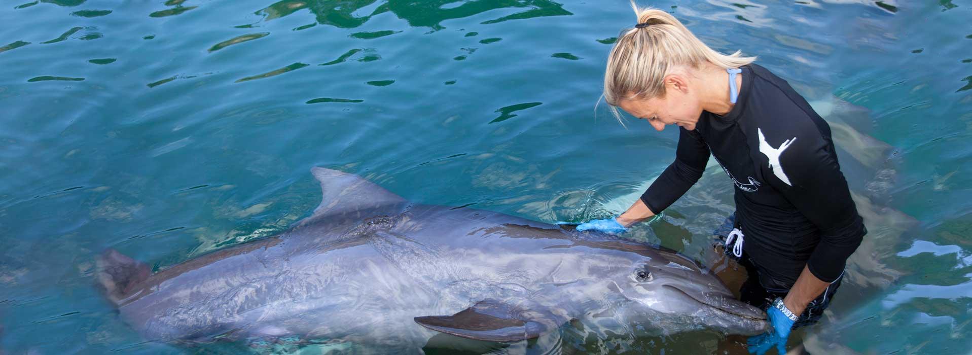 Veterinarian holding a dolphin in the water