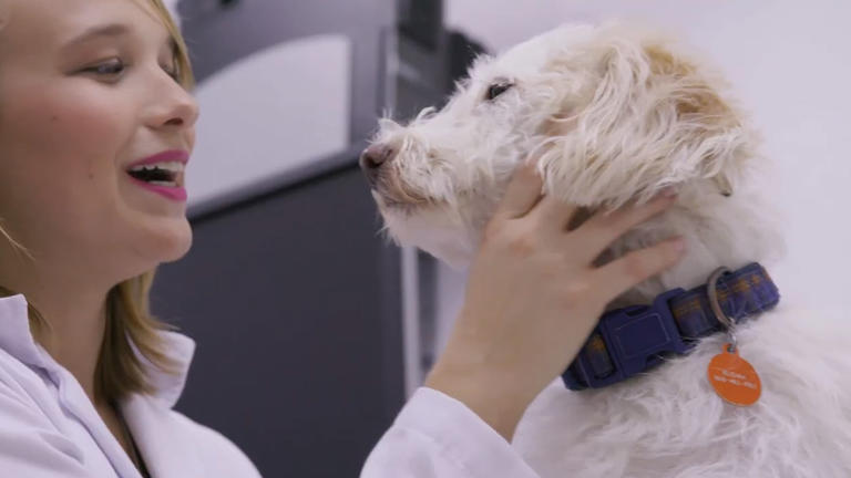 Veterinarian with a white dog scratching it's ears