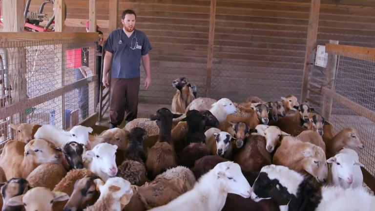 Veterinarian with a herd of sheep