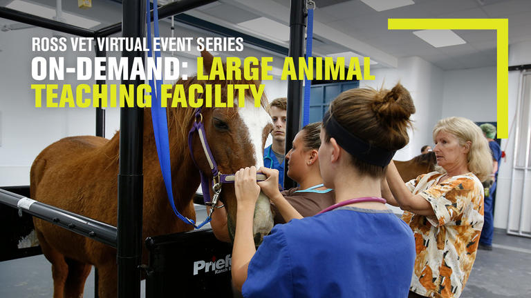 Veterinarians examining a horse in a clinic