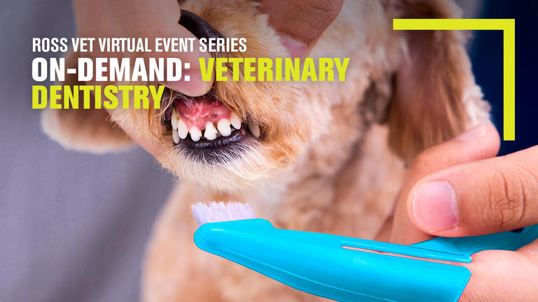 Veterinarian brushing a dog's teeth