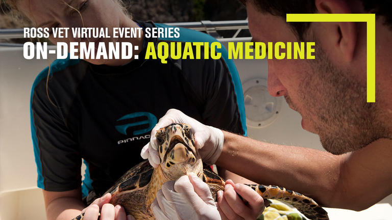 Two veterinarians examining a sea turtle's beak