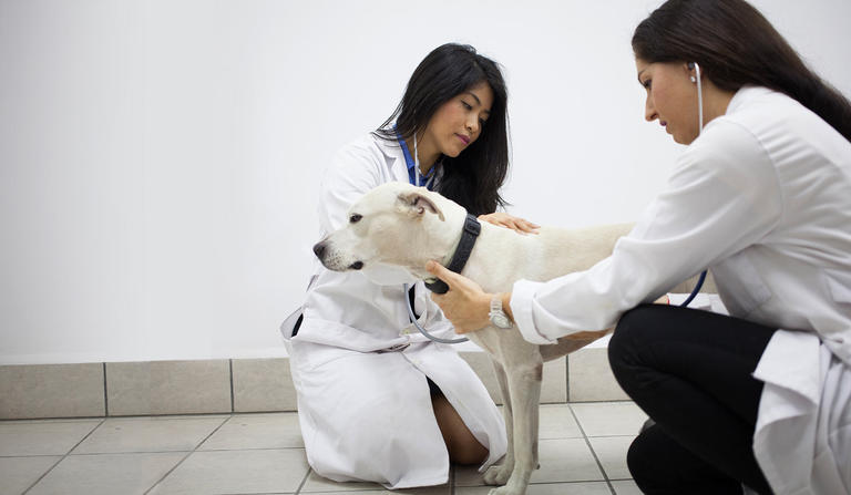 Two veterinarians checking a dog's heartbeat