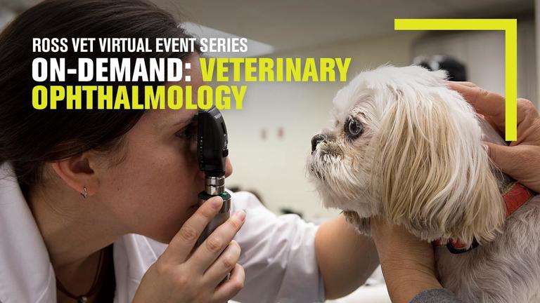 Veterinarian examining a dog's eyes