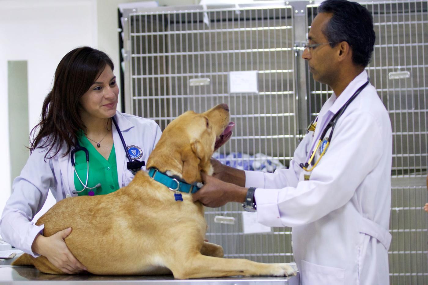 Orthopedic Dog Exam