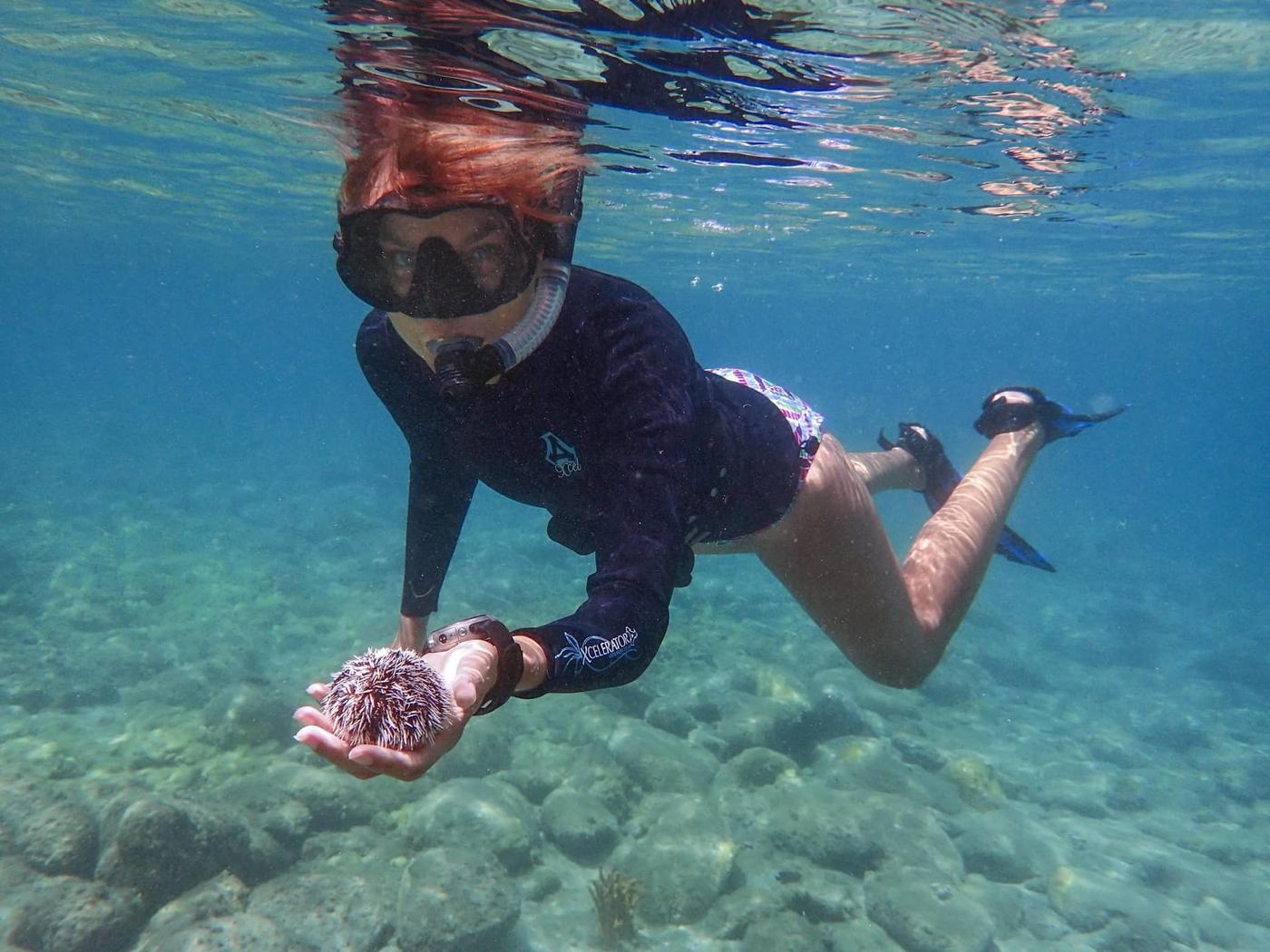 Woman snorkeling and holding out a sea urchin