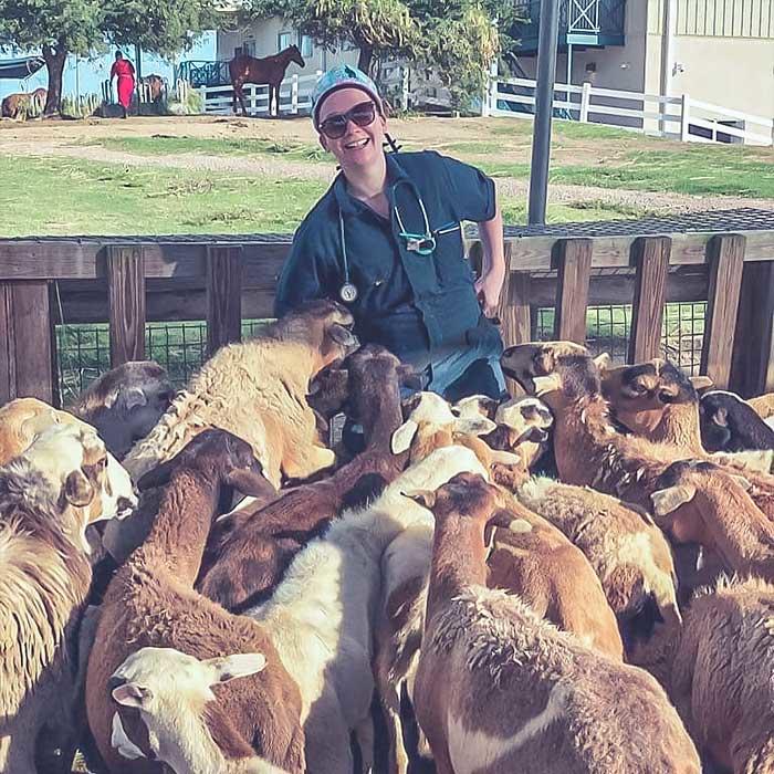 Veterinarian with a herd of sheep