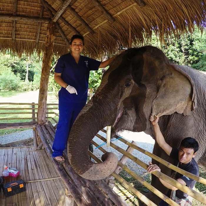 Two veterinarian students providing an elephant a checkup
