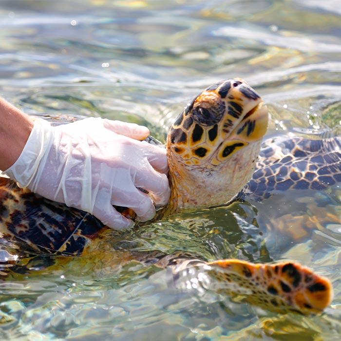 Gloved hand holding a sea turtle to help