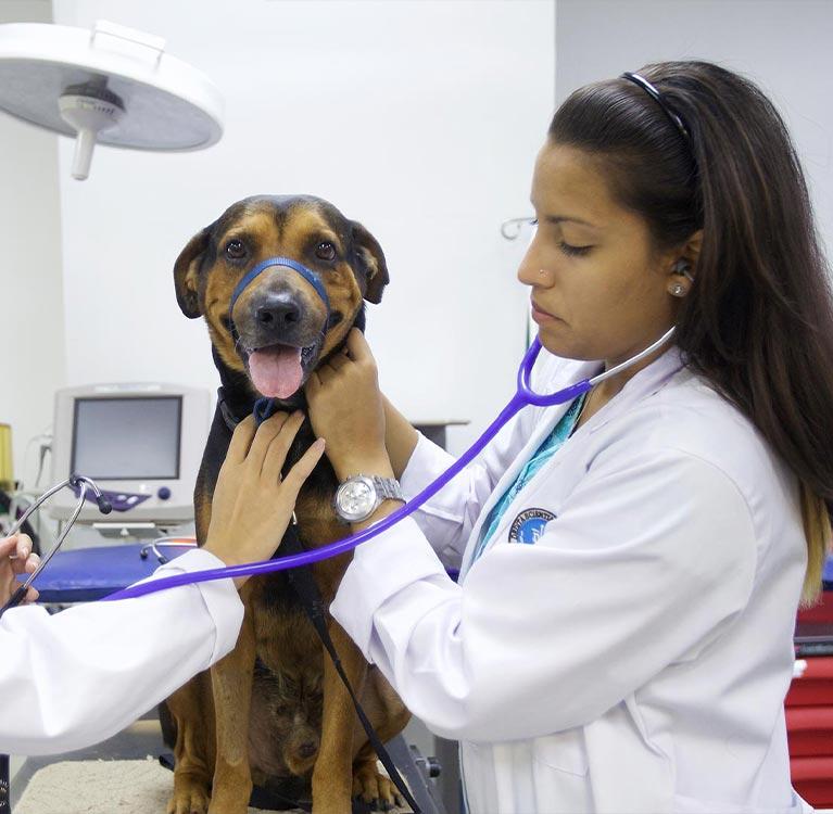 Veterinarian checking a dog's heartbeat with a stethoscope