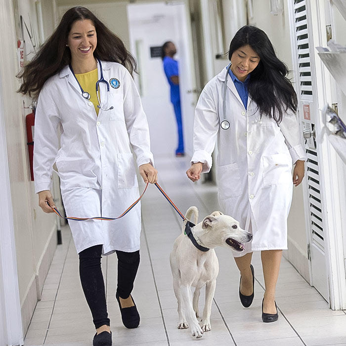 Two veterinarians walking a dog in a clinic