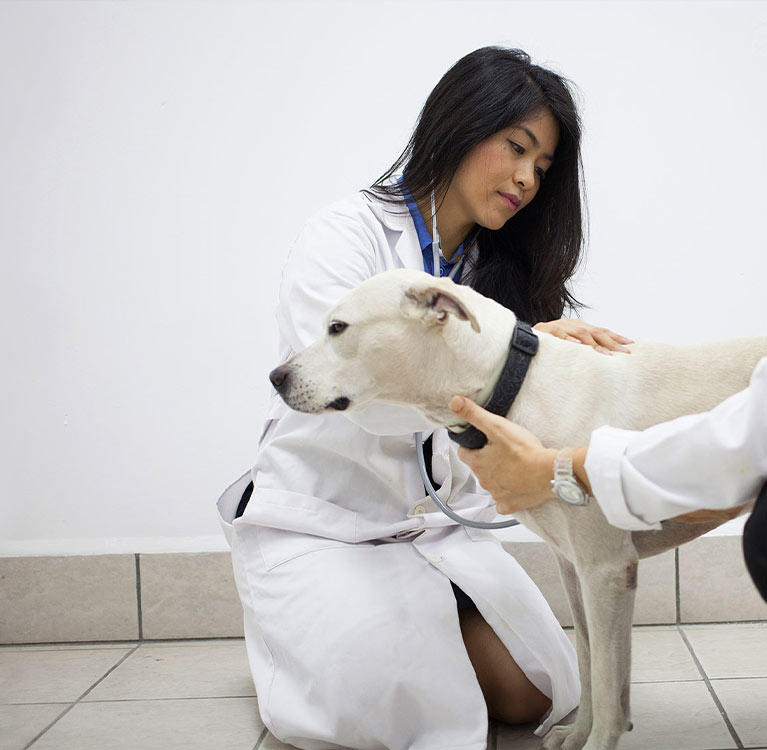 Veterinarian checking a dog's heartbeat with a stethoscope