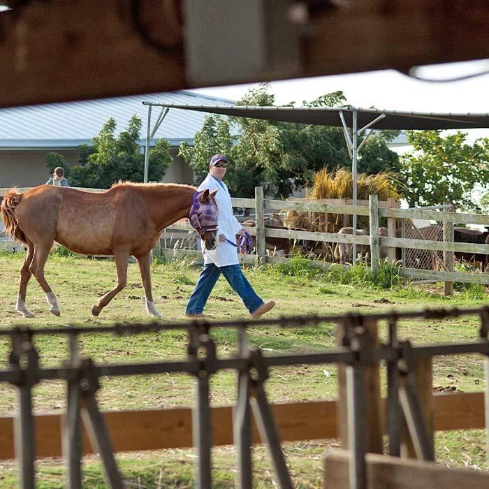 Veterinarian walking a horse on a farm