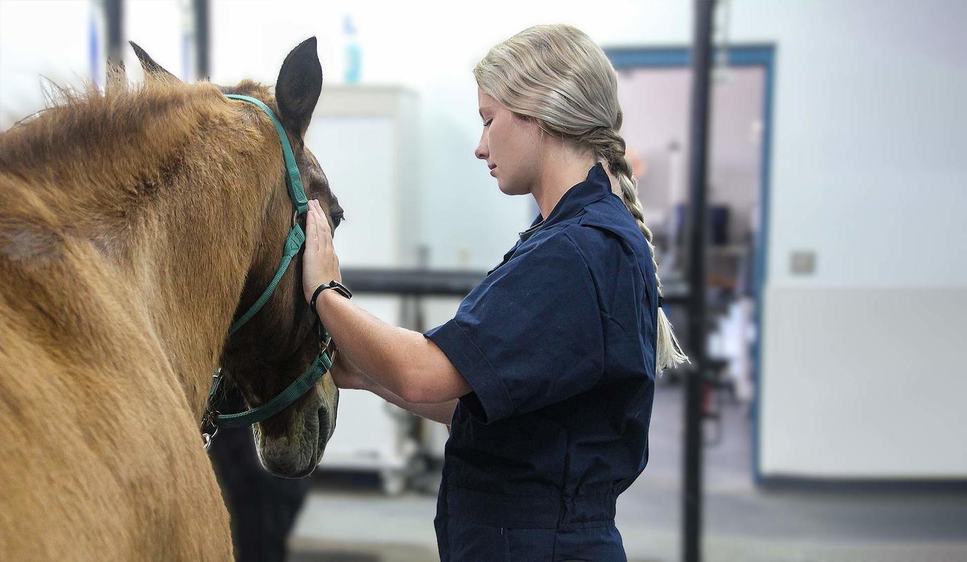 Veterinarian petting a horse