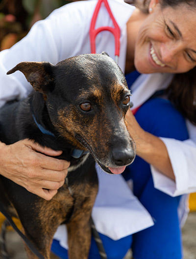 Smiling veterinarian holding an older dog