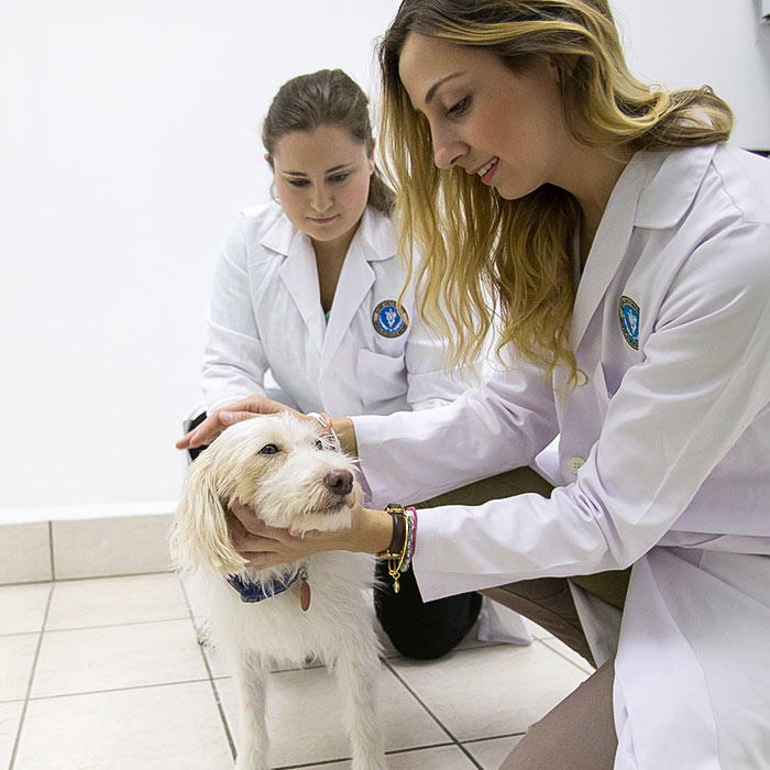 Two veterinarian students petting a dog