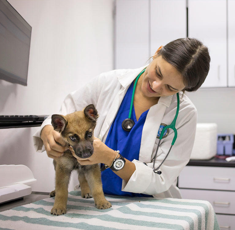 Veterinarian assessing dog