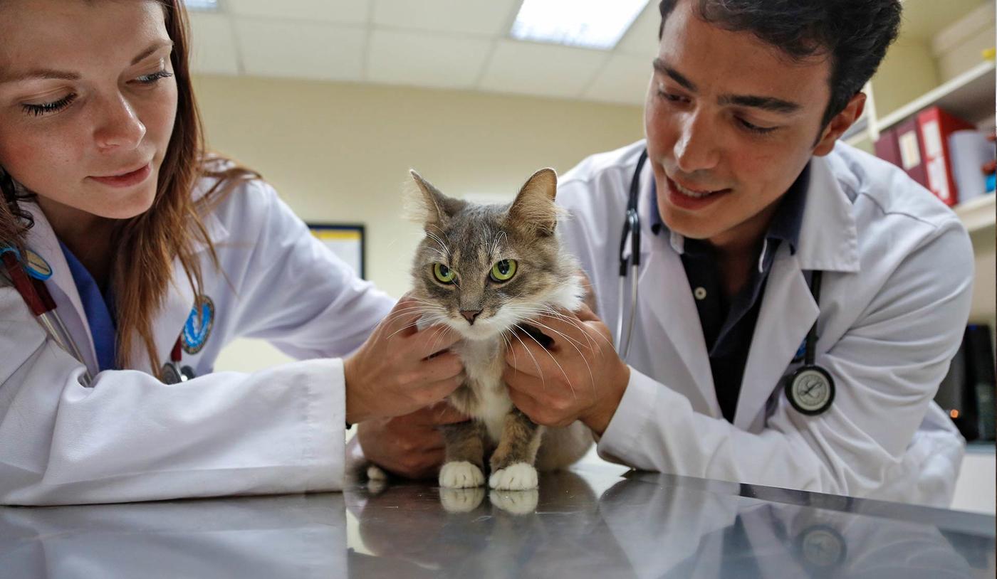 Two veterinary students with a cat on an exam table