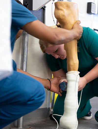 Veterinarian practicing an examination on a fake horse leg