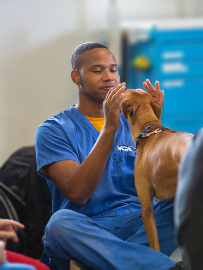 Veterinarian in blue scrubs petting a dog