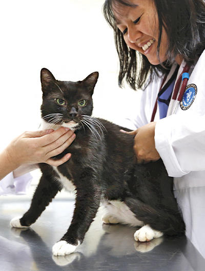 Veterinarian with a black cat
