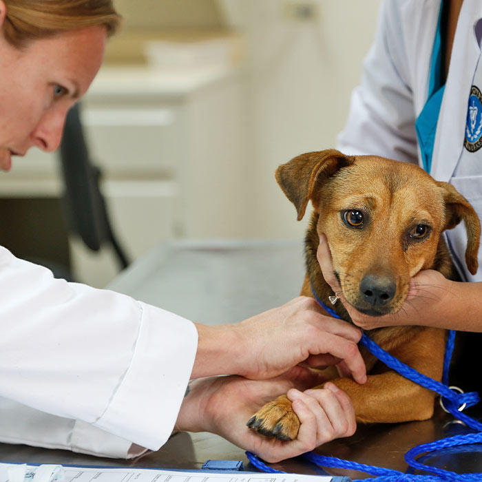 Veterinarians helping a sick dog