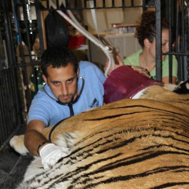 Student examining a large tiger