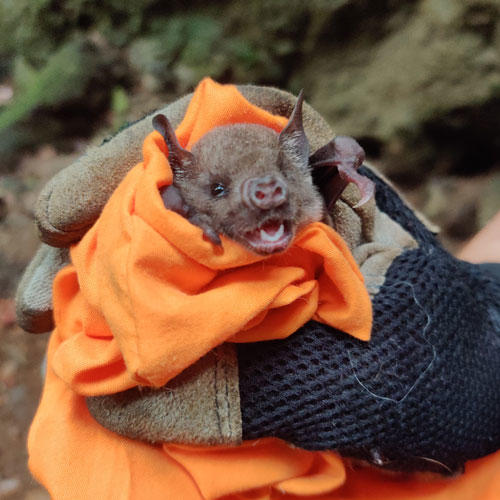 Antillean Fruit-Eating Bat