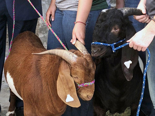 Goats held by students with rope leashes