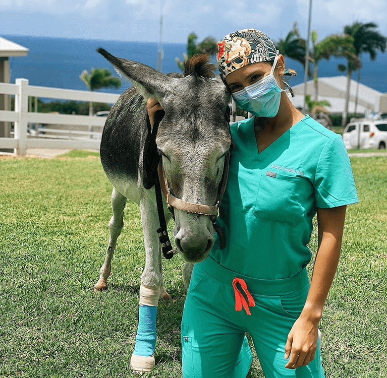 Student with donkey wearing a mask