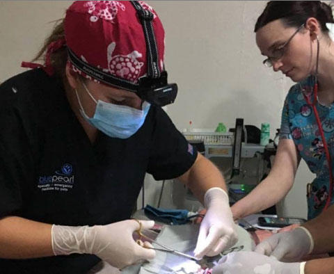 Veterinarian performing surgery on a small animal with an assistant