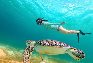 Ross Vet and Marine Laboratories Diver with turtle