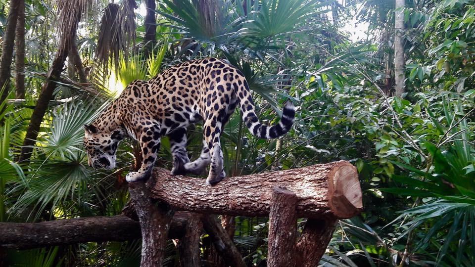 Leopard standing on a log