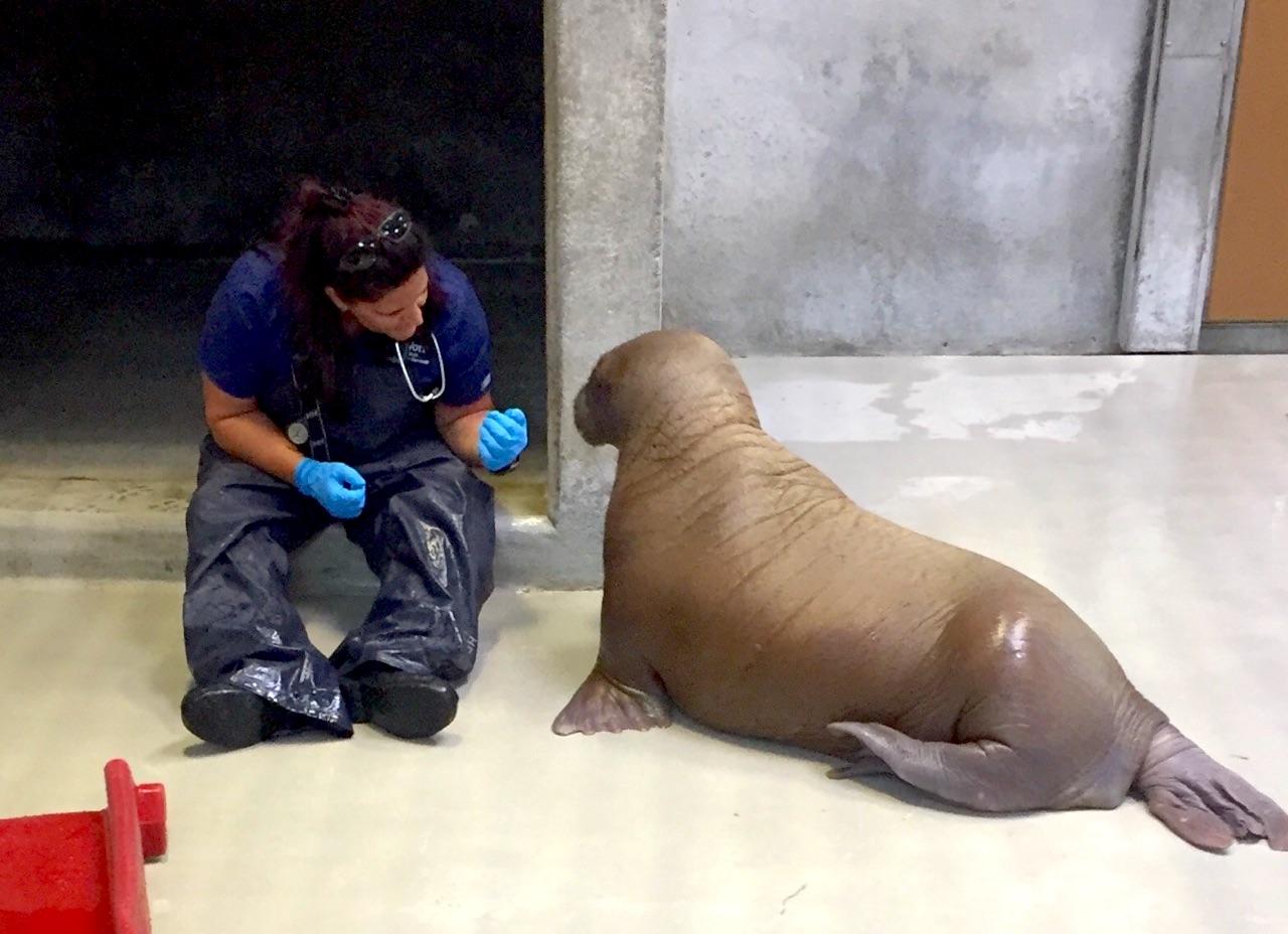 Nurse sitting and treating a walrus