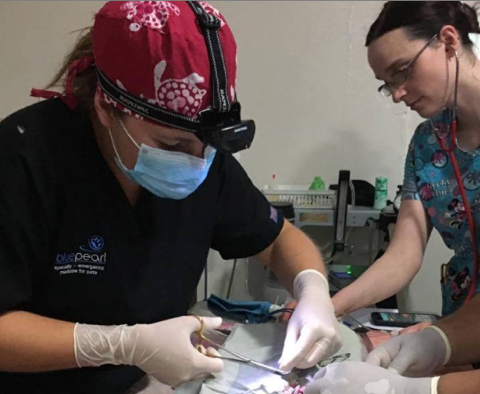 Veterinarian performing surgery on a small animal with an assistant