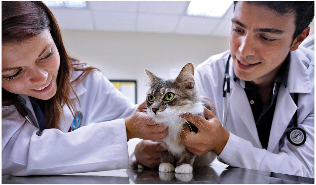 Two Ross Vet students holding a cat