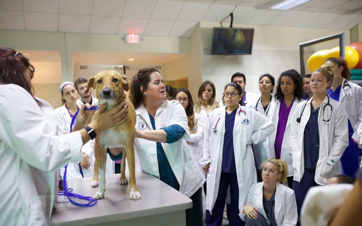 Instructor speaks to students about a dog on an exam table